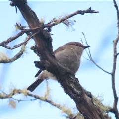 Melanodryas vittata at Middlesex, TAS - 1 Jan 2025 06:29 AM