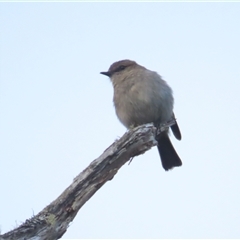 Melanodryas vittata at Middlesex, TAS - 1 Jan 2025 06:29 AM