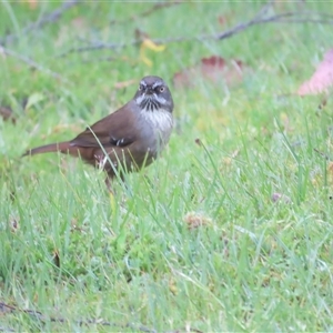 Sericornis humilis (Tasmanian Scrubwren) at Cradle Mountain, TAS by BenW