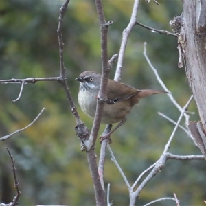 Sericornis humilis at Cradle Mountain, TAS - 1 Jan 2025 07:01 AM