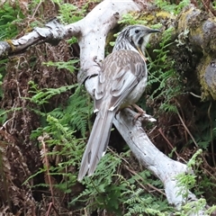 Anthochaera paradoxa (Yellow Wattlebird) at Cradle Mountain, TAS - 31 Dec 2024 by BenW