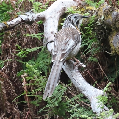 Anthochaera paradoxa (Yellow Wattlebird) at Cradle Mountain, TAS - 31 Dec 2024 by BenW