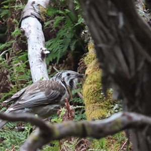 Anthochaera paradoxa at Cradle Mountain, TAS - 1 Jan 2025 07:26 AM