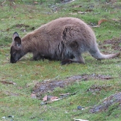 Notamacropus rufogriseus at Cradle Mountain, TAS - 1 Jan 2025 by BenW