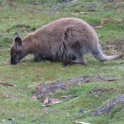 Notamacropus rufogriseus at Cradle Mountain, TAS - 31 Dec 2024 by BenW