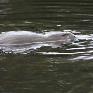 Ornithorhynchus anatinus at Cradle Mountain, TAS by BenW