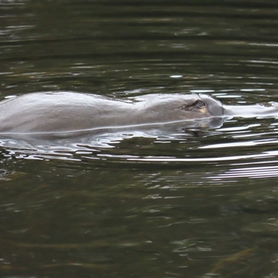 Ornithorhynchus anatinus at Cradle Mountain, TAS - 1 Jan 2025 by BenW