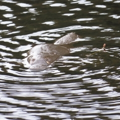 Ornithorhynchus anatinus at Cradle Mountain, TAS - 2 Jan 2025 09:55 AM