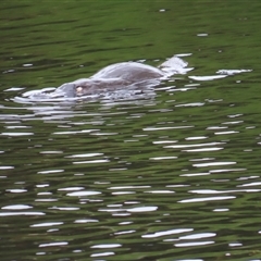 Ornithorhynchus anatinus at Cradle Mountain, TAS - 2 Jan 2025 09:55 AM