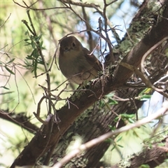 Petroica rodinogaster (Pink Robin) at Mount Field, TAS - 3 Jan 2025 by BenW