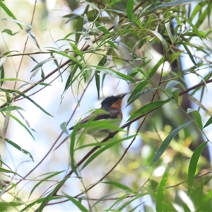 Myiagra cyanoleuca (Satin Flycatcher) at Mount Field, TAS by BenW