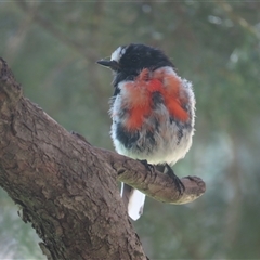 Petroica boodang (Scarlet Robin) at Richmond, TAS - 3 Jan 2025 by BenW