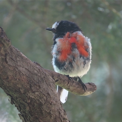 Petroica boodang (Scarlet Robin) at Richmond, TAS - 3 Jan 2025 by BenW