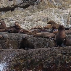 Arctocephalus pusillus doriferus at Cape Pillar, TAS - 4 Jan 2025 by BenW