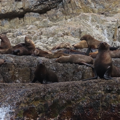 Arctocephalus pusillus doriferus (Australian Fur-seal) at Cape Pillar, TAS - 4 Jan 2025 by BenW