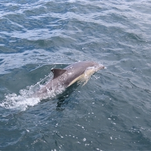 Delphinus delphis at Fortescue, TAS by BenW