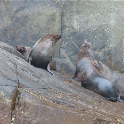 Arctocephalus forsteri (New Zealand Fur Seal) at Fortescue, TAS - 4 Jan 2025 by BenW
