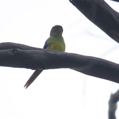 Neophema chrysostoma (Blue-winged Parrot) at North Bruny, TAS - 5 Jan 2025 by BenW