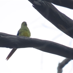 Neophema chrysostoma at North Bruny, TAS - 5 Jan 2025 08:19 AM