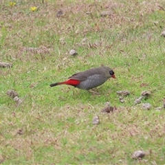 Stagonopleura bella (Beautiful Firetail) at South Bruny, TAS - 5 Jan 2025 by BenW