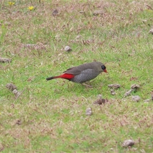 Stagonopleura bella (Beautiful Firetail) at South Bruny, TAS by BenW