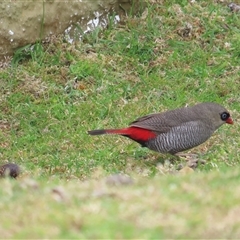 Stagonopleura bella at South Bruny, TAS - 5 Jan 2025 11:36 AM