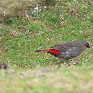 Stagonopleura bella at South Bruny, TAS - 5 Jan 2025 11:36 AM