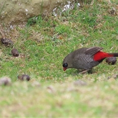 Stagonopleura bella at South Bruny, TAS - 5 Jan 2025 11:36 AM