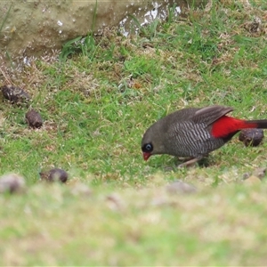 Stagonopleura bella at South Bruny, TAS - 5 Jan 2025 11:36 AM