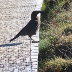 Strepera fuliginosa (Black Currawong) at Cradle Mountain, TAS - 31 Dec 2024 by BenW