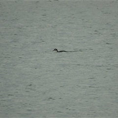 Podiceps cristatus (Great Crested Grebe) at Cambridge, TAS - 4 Jan 2025 by BenW