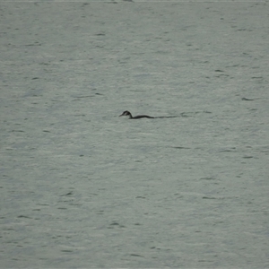 Podiceps cristatus at Cambridge, TAS - 4 Jan 2025 06:16 PM