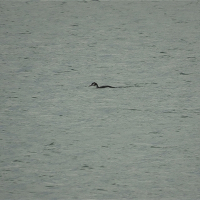 Podiceps cristatus (Great Crested Grebe) at Cambridge, TAS - 4 Jan 2025 by BenW