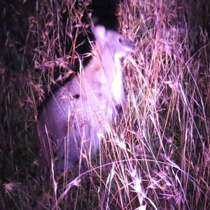 Notamacropus rufogriseus at Queens Domain, TAS by BenW