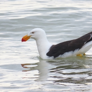 Larus pacificus at Freycinet, TAS - 6 Jan 2025