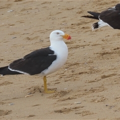 Larus pacificus at Freycinet, TAS - 6 Jan 2025