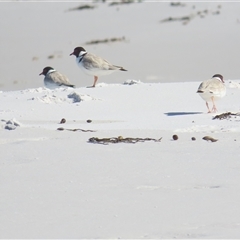 Charadrius rubricollis (Hooded Plover) by BenW