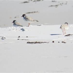 Charadrius rubricollis (Hooded Plover) at Friendly Beaches, TAS by BenW