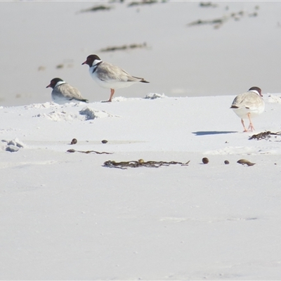 Charadrius rubricollis (Hooded Plover) by BenW