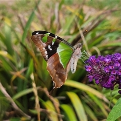 Graphium macleayanum at Braidwood, NSW - 8 Jan 2025 by MatthewFrawley