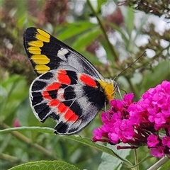 Delias harpalyce (Imperial Jezebel) at Braidwood, NSW - 9 Jan 2025 by MatthewFrawley