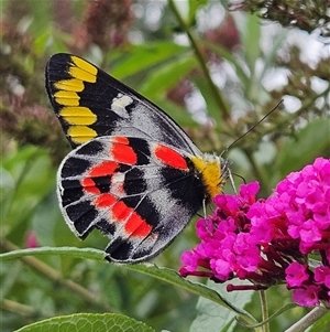 Delias harpalyce (Imperial Jezebel) at Braidwood, NSW by MatthewFrawley