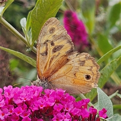 Heteronympha merope at Braidwood, NSW - 9 Jan 2025 by MatthewFrawley