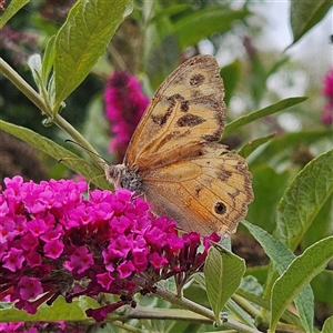 Heteronympha merope at Braidwood, NSW - 9 Jan 2025 11:43 AM