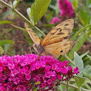 Heteronympha merope at Braidwood, NSW - 9 Jan 2025 11:43 AM