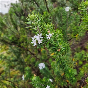 Westringia fruticosa (Native Rosemary) at Mystery Bay, NSW by MatthewFrawley