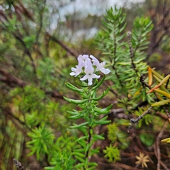 Westringia fruticosa at Mystery Bay, NSW - 10 Jan 2025 07:04 AM