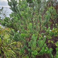 Westringia fruticosa at Mystery Bay, NSW - 10 Jan 2025 07:04 AM