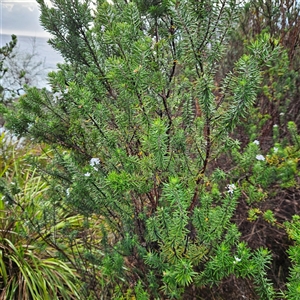 Westringia fruticosa at Mystery Bay, NSW - 10 Jan 2025 07:04 AM