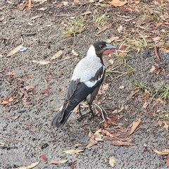 Gymnorhina tibicen (Australian Magpie) at Mystery Bay, NSW - 9 Jan 2025 by MatthewFrawley